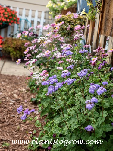 Ageratum Timeless Mixture (Ageratum houstonianum) 
These plants were growing in front of a south-facing fence that received varying degrees of shade depending on the time of day.